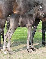 foal par hilkens black delight