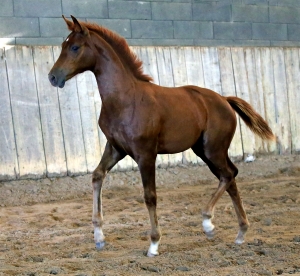 Top Model du Feuillard, Jument KWPN de 2023 par Galaxie x Rascalino