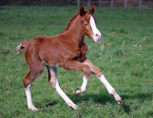 Step by Step du Feuillard, Jument KWPN de 2022 par Galaxie et mère Welsh Cob