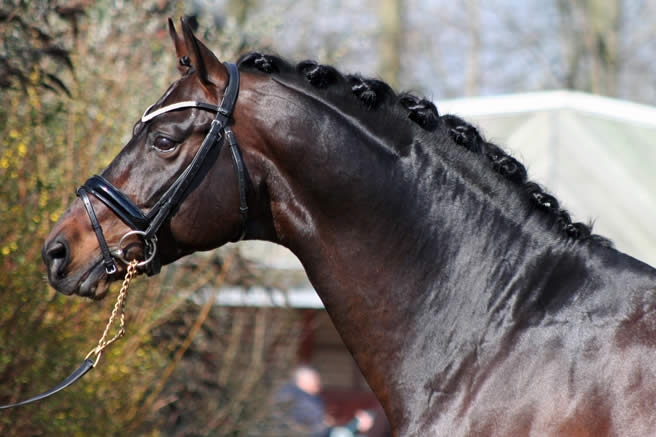 SANDREO Haras du Feuillard