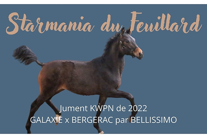 STARMANIA DU FEUILLARD, Jument KWPN de 2022 par GALAXIE x BERGERAC par BELLISSIMO M