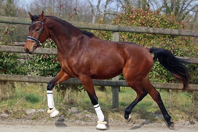 Twilight du Feuillard, Mâle KWPN de 2023 par Sandréo x Don Juan de Hus