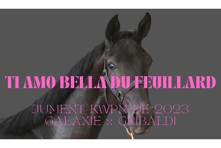 Ti Amo Bella du Feuillard, Jument KWPN par Galaxie x Gribaldi x Voltaire, née le 09/04/2023