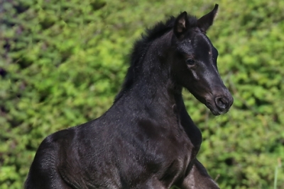 Photo du cheval