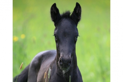 Photo du cheval