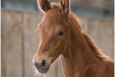 Photo du cheval