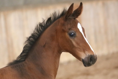 Photo du cheval