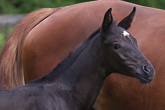 Photo du cheval