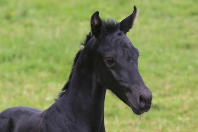 Photo du cheval