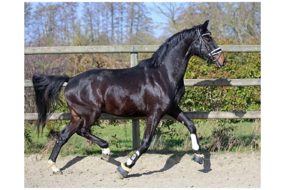 3 Years And More Horses For Sale Haras Du Feuillard