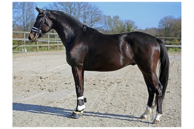 3 Years And More Horses For Sale Haras Du Feuillard