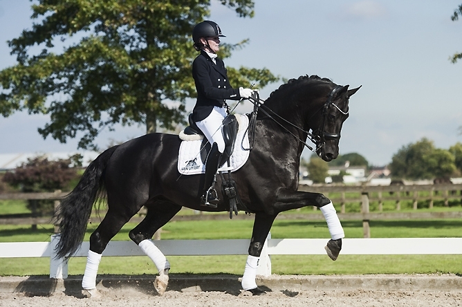 Galaxie, Etalon KWPN, Haras du Feuillard