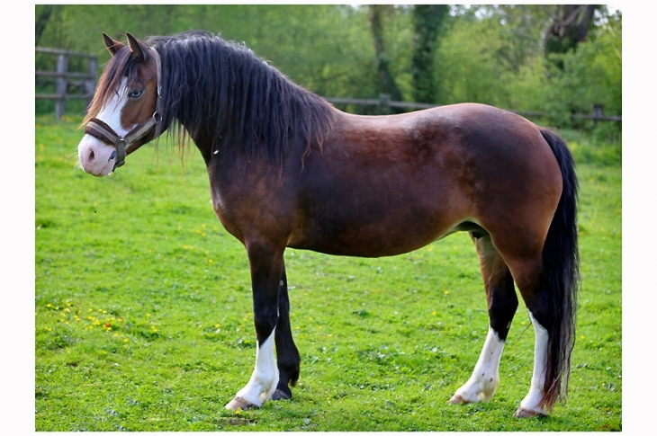 Fwrog Gemma, Welsh Pony, Type Cob