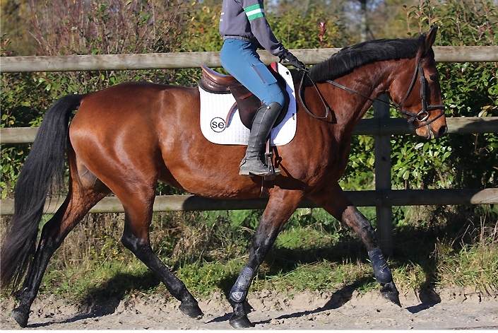 Ino de Marou, Jument TF de 2018, Orientation Equitation de Loisir