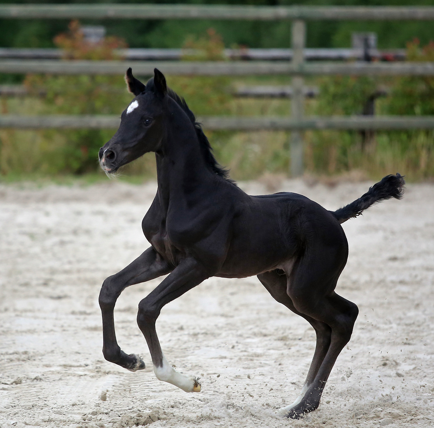 Paint Black du Feuillard par Galaxie 