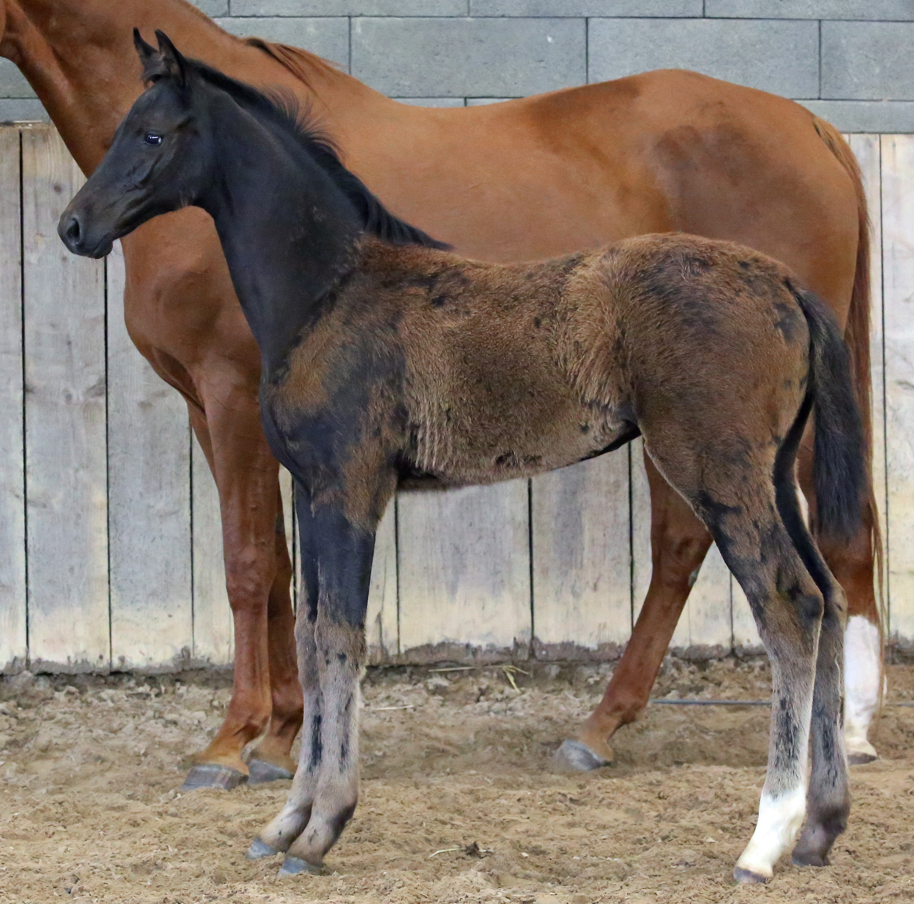 Chanel du Feuillard Z par Cassitano x La Bella vh Lindenhof