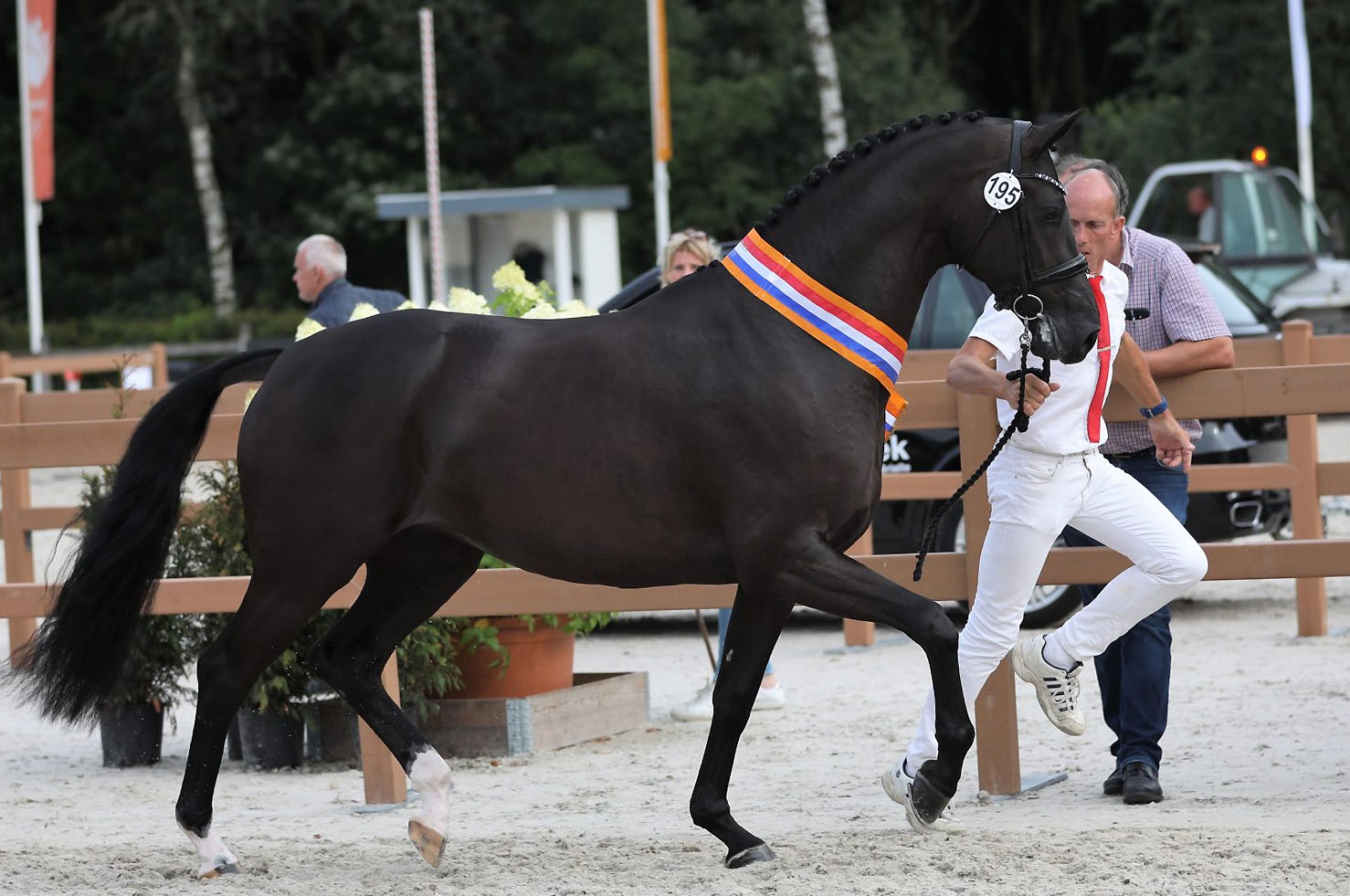 Galaxie, père de la meilleure jument KWPN de 3 ans au Championnat National de Ermelo